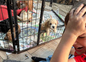 Adorable F1 Cockapoo puppies