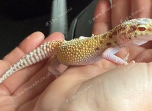 Jungle designer leopard gecko