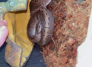 Pinstripe Royal Python