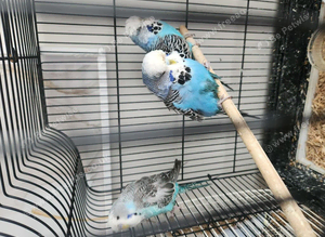 Exhibition budgies 25 each