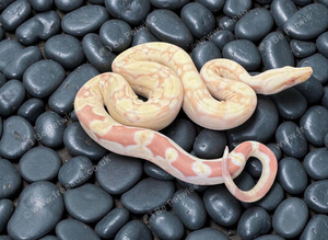 2025 male keltic raptor sharp albino