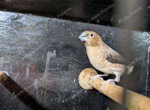 Silverbill