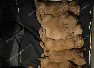 Beautiful golden brown doodles