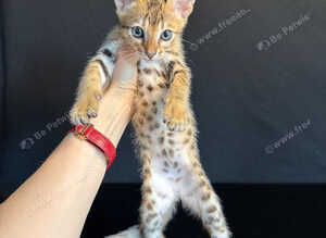 100% Purebred Tica Registered Top Quality Savannah Kittens