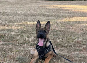 German shepherd 6 months old