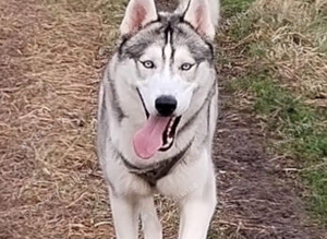 Siberian husky
