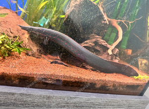 Fire eel 18inch plus