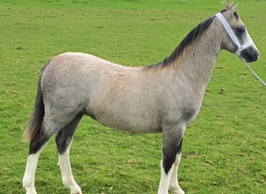 Registered welsh a colt foal