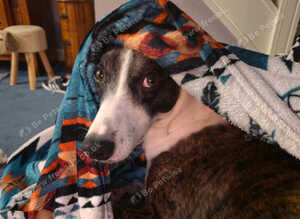 4 year old lurcher