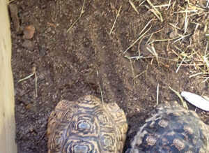 Female leopard tortoise