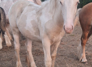 Cream and white pearl filly.