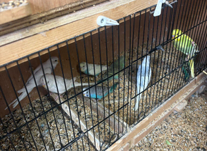 Young and old budgies