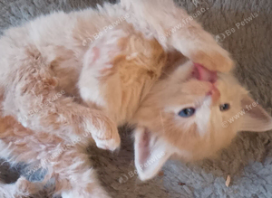 2 beautiful kittens for sale