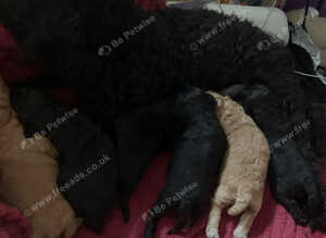 3 Jackapoo puppies all boys