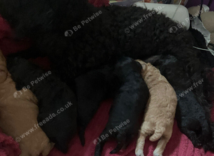 4 Jackapoo puppies all boys