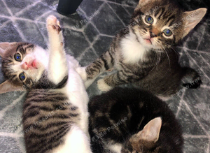 tabby kittens