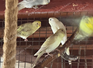 Beautiful baby budgies available in a variety of colours.