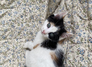 1 beautiful kitten