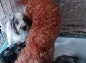 Amazing cockapoo