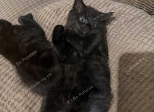Boo &ndash; Rare Female Maine Coon x British Shorthair with Inhibitor Gene