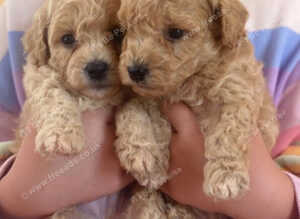 Beautiful F1 Poochon puppies