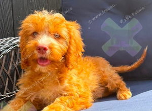 F1 apricot and fox red mini cockapoos 30 dna health tested clear