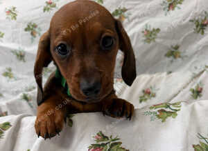 Beautiful Miniature Dachshund puppies for sale