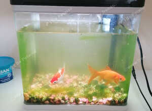 Goldfish for sale