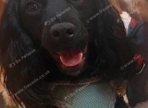 Cockpoo cross cockle spaniel