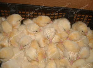 50 Cobb Day Old Chicks For Sale hatched 5th September
