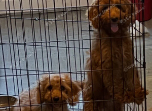 Cockapoo puppy's