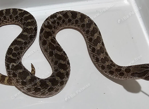 Beautiful Sable Male