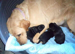 3 Labrador puppys
