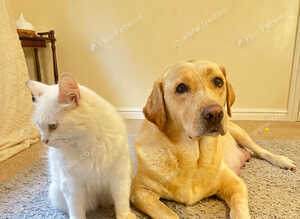 MOM 262 DNA CLEAR / Gorgeous fox red and yellow lab