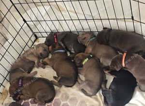 Dobermann mix
