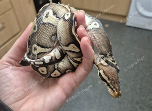 Ball python with vivarium