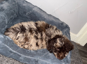 Cockapoo Male