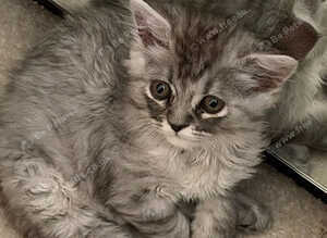 Chinchilla Persian Kitten