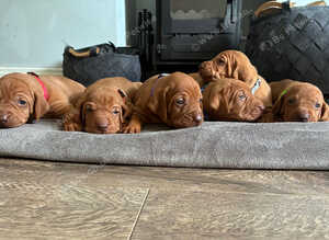 Gwens puppies