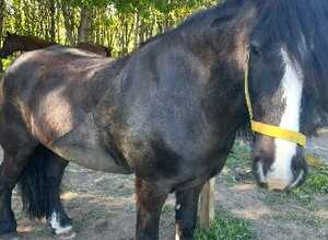 Bombproof Cob