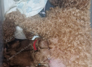 5 beautiful F1b puppies