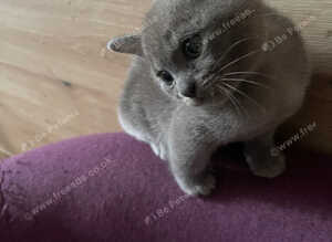 Burmese blue kittens GCCF