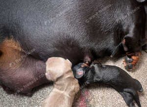 Dachshund extra miniature
