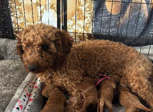 Stunning Red Puppies from Health-Tested Parents