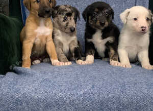 Ready now - Blue Merle Collie X Lurcher puppies