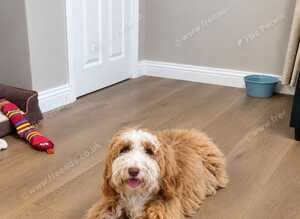 F2 Miniature Australian Labradoodle Puppies.