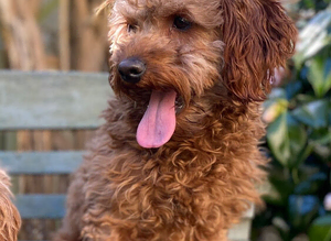 Cavapoo Stud Dog. Devon 5* Council Reg&rsquo;d