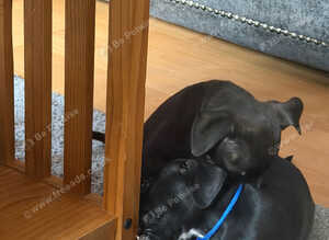 Black staffy 11 weeks old