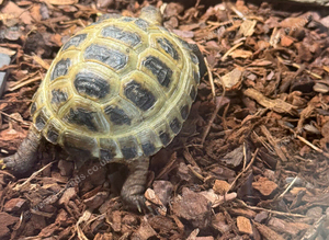 Horsefields Tortoise juvenile 4 inches and bigger