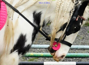 LAND & STABLES NEEDED